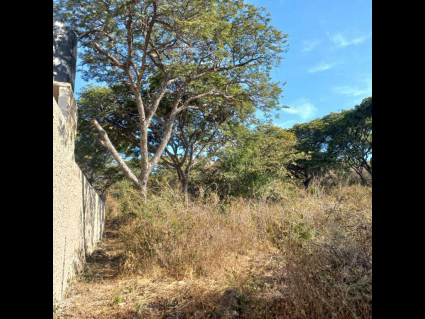 San-Nicolas-de-Ibarra-Lote-Osos 13