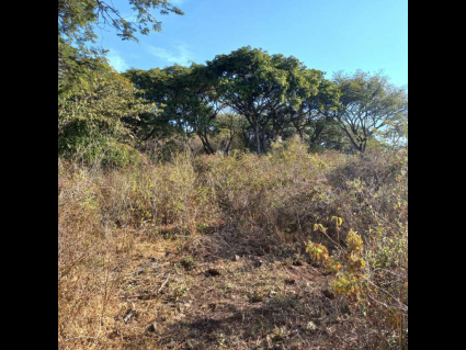 San-Nicolas-de-Ibarra-Lote-Osos 4