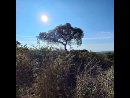 San-Nicolas-de-Ibarra-Lote-Osos 5