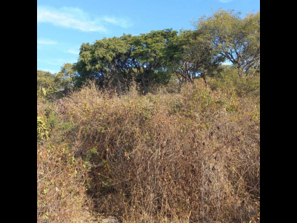 San-Nicolas-de-Ibarra-Lote-Osos 10