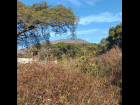 San-Nicolas-de-Ibarra-Lote-Osos 2