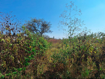Lote-Shalo-Santa-Cruz-Lot-for-sale-san-Cruz-de-la-soledad (3)