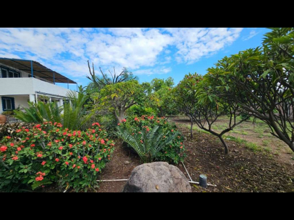 5. Casa de los Sueños.Cactus garden & fruit trees