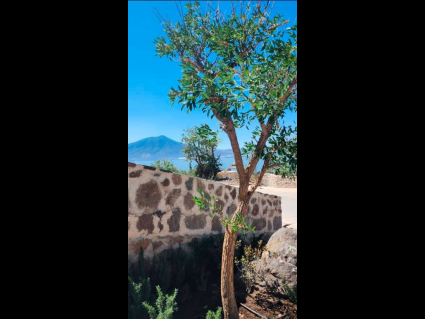 Lote-Azabache-lot-for-sale-jocotepec (12)