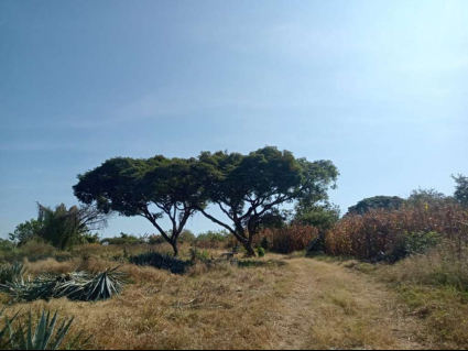 Terreno San Nicolas
