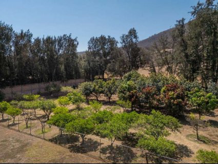 51-LA-MADRIGUERA-TLAJOMULCO-BAJA