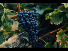 IMG-20250506-WA0016