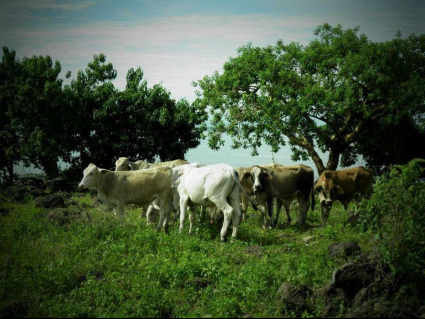 VACAS