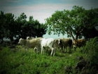 VACAS