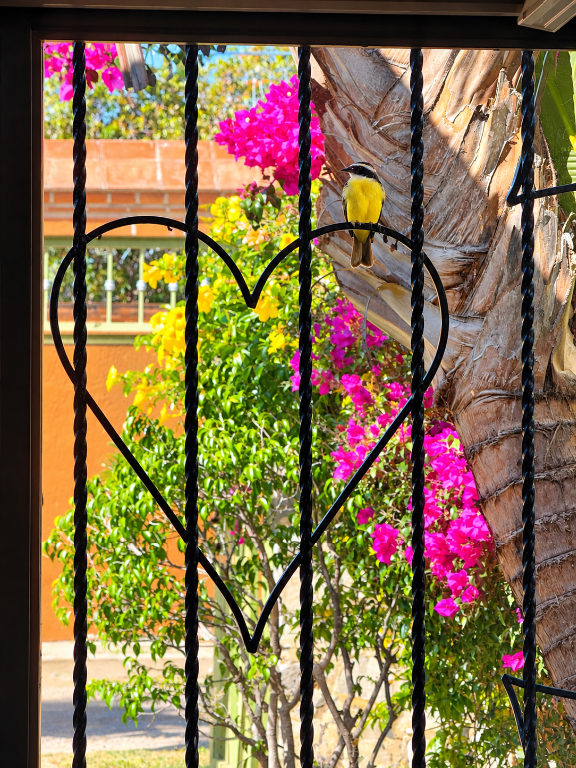 Yellow Bird Peaking In