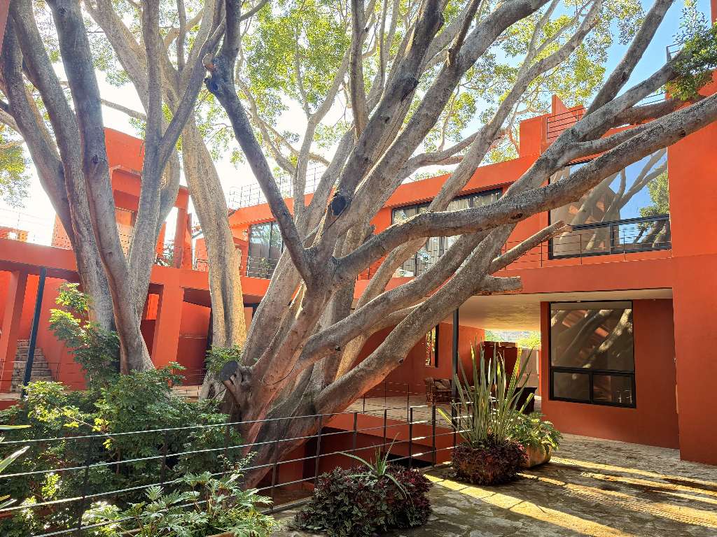 Indian Laurel Tree in Center Court