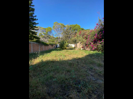 Floresta-12